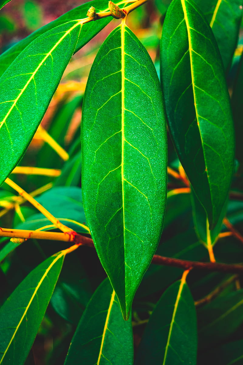 leaves, green, veins, macro, surface, HD phone wallpaper
