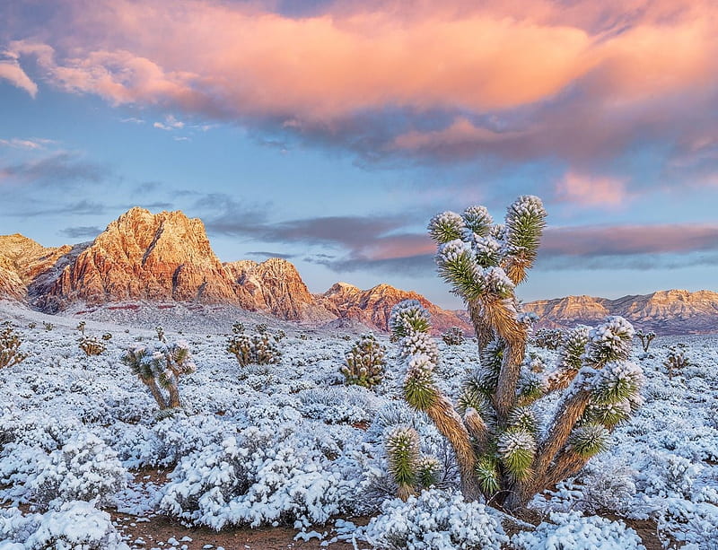 Red Rock National Reserve, Nevada, sky, cactus, winter, HD wallpaper