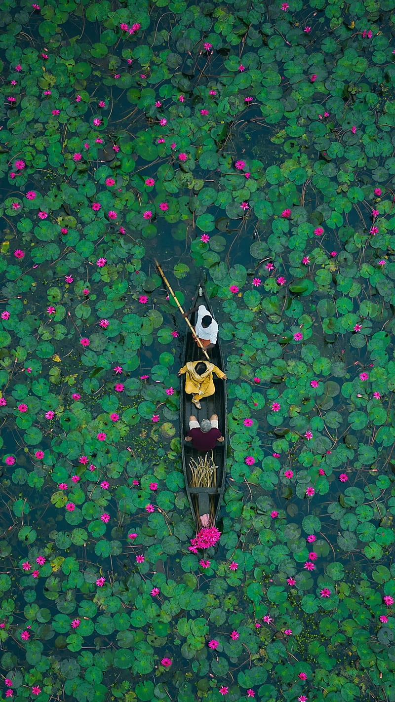 Aerial, boat, flowers, green leaves, lake, leaves, lotus, people, pink flowers, HD phone wallpaper
