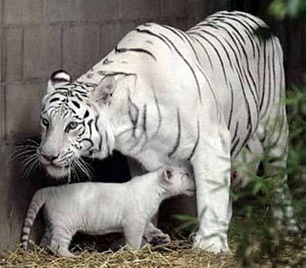 Tiger baby with tiger mother - Cats & Animals Background Wallpapers on  Desktop Nexus (Image 495179)