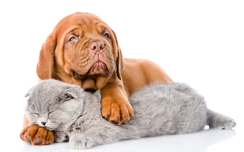 Bordeaux Dogue, French Mastiff, British shorthair cat, cat and dog, puppy and kitten, cute animals, friendship concepts, Dogue de Bordeaux, HD wallpaper