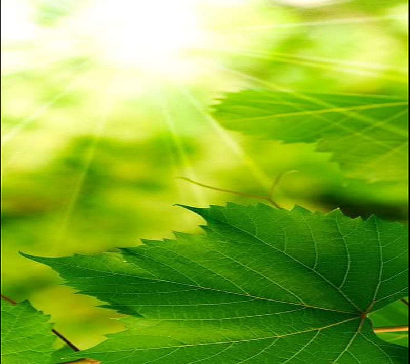 Green Spring Leaf, HD wallpaper