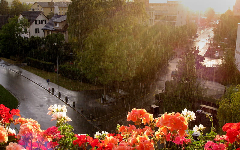 I remember tha rain on the roof that morning..., flower, city, rain, view, HD wallpaper
