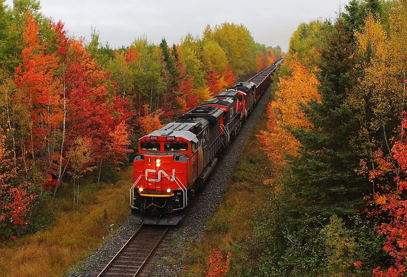 Train in Autumn, fall, locomotive, leaves, season, railways, HD wallpaper