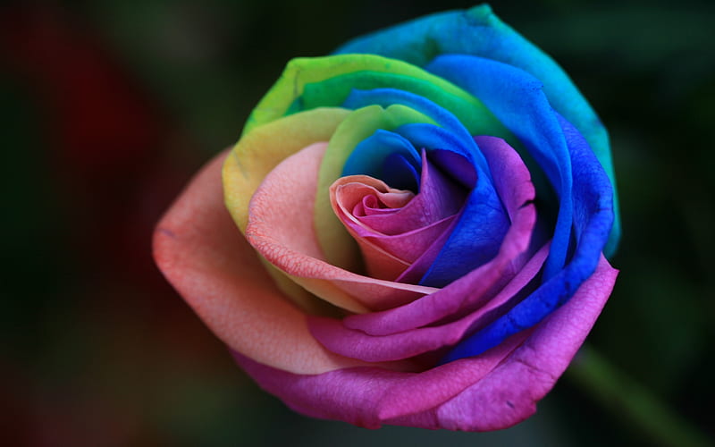 colorful roses, close-up, bouquet, buds, rainbow, blur, colorful flowers, roses, HD wallpaper