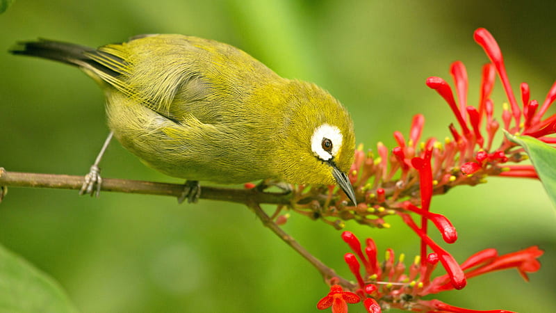Japanese White-Eye Bird On Plant Stalk In Blur Green Background Birds, HD wallpaper