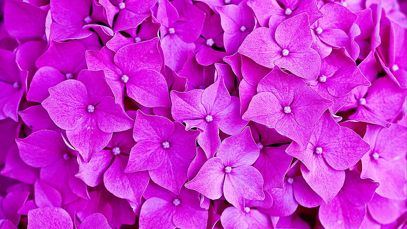 Hortensias moradas flores pétalos flores, Fondo de pantalla HD | Peakpx