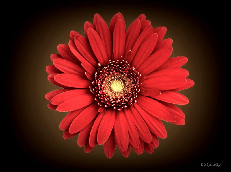 ~✿~ Red Daisy ~✿~ , autumn, red daisy, flower, summer, flowers, garden, nature, daisy, HD wallpaper