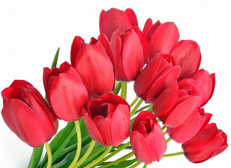 Tulipanes rojos, suaves, hermosos tulipanes, hojas, ramo, flores, dulzura,  pétalos, Fondo de pantalla HD | Peakpx