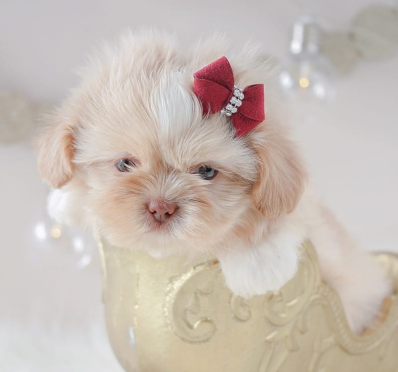 :), mini, teacup puppy, caine, dog, winter, craciun, cute, puppy, sleigh, christmas, iarna, shihtzu, HD wallpaper