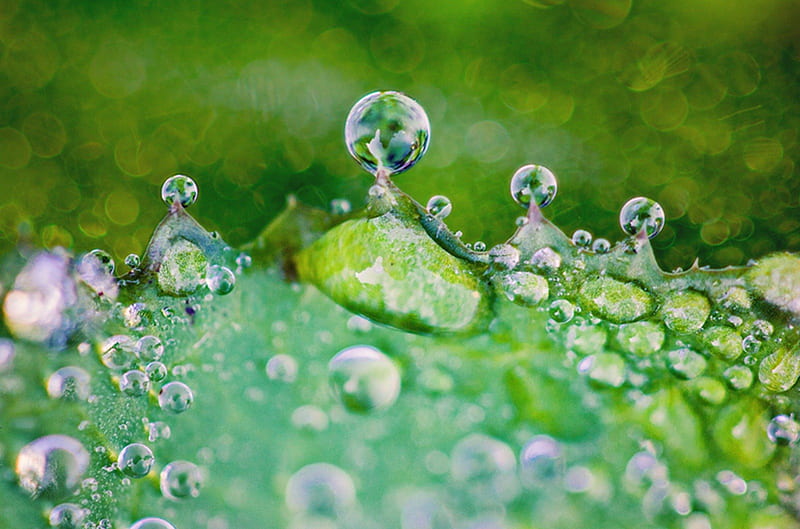 Ephemeral, water, green, drops, rain, leaf, HD wallpaper
