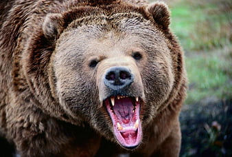 29201 Angry Bear Images Stock Photos  Vectors  Shutterstock