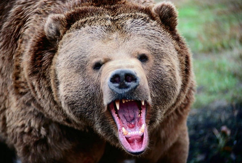 Angry Grizzly, brown bear, roaring grizzly, grizzly bear, grizzly, HD wallpaper