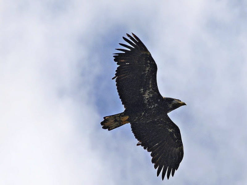 Hawk In Flight, sky, bird, clouds, animal, HD wallpaper | Peakpx
