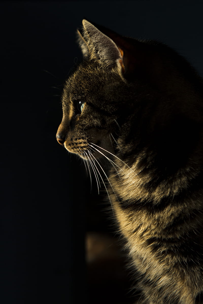 closeup of brown tabby cat, HD phone wallpaper