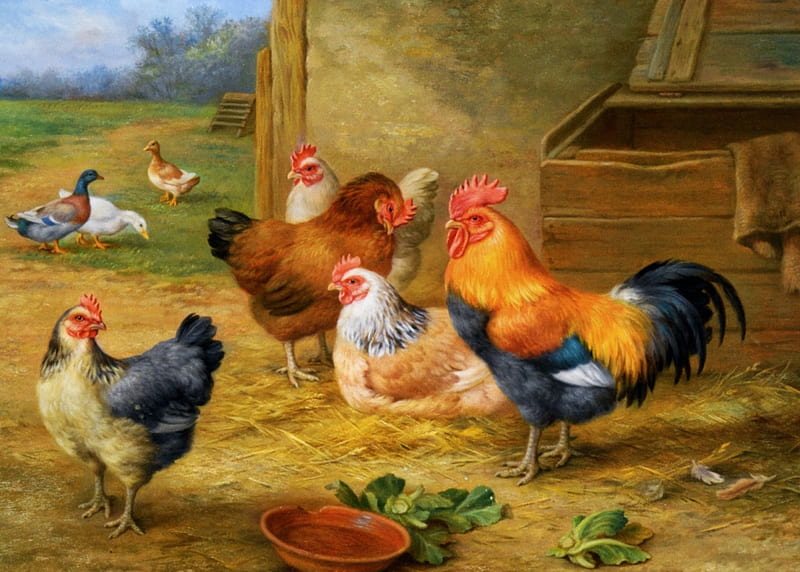King of the Roost, rooster, hens, painting, ducks, poultry, artwork, HD wallpaper