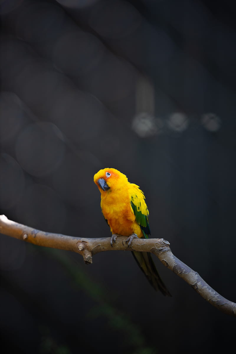 happy parakeet, animal, background, bird, parrot, simple, yellow, HD phone wallpaper