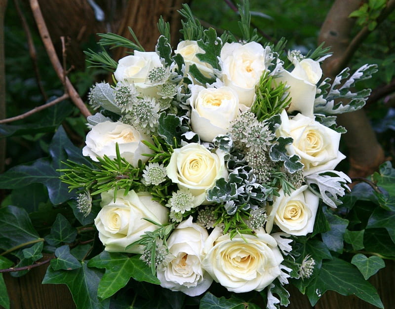 Green and white, green, bouquet, tenderness, flowers, roses, white, HD