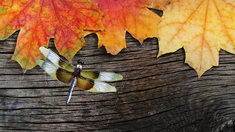 Fallen on Wood, board, fall, autumn, leaves, dragonfly, wood, HD wallpaper