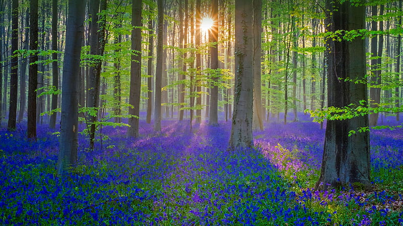 bluebell, flower, forest, sun, light, HD wallpaper