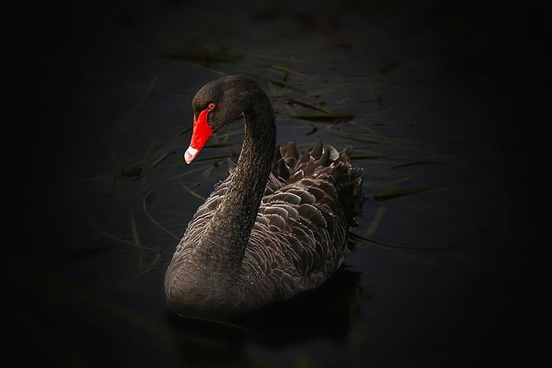Black Swan, Large Bird Species, Swan, Swans, HD wallpaper