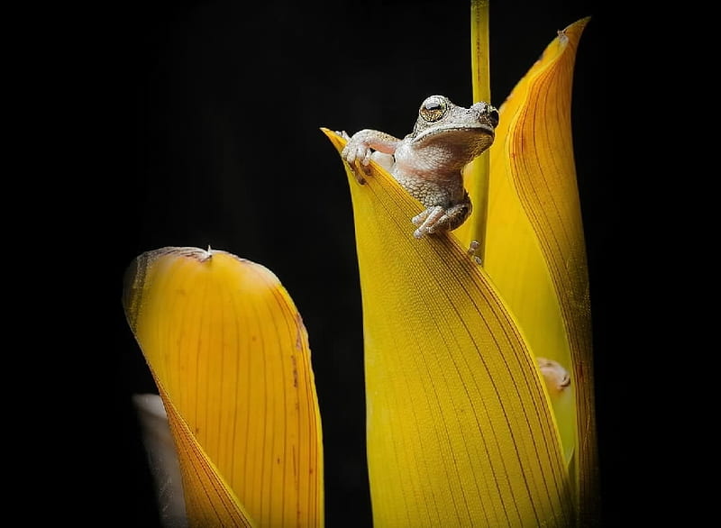 Frogs, flowers, herpetology, yellow, HD wallpaper