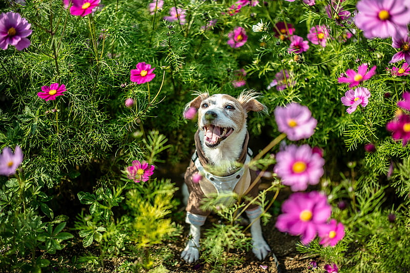 brown and white short coated dog on green grass field with pink flowers, HD wallpaper