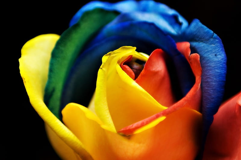 Rainbow rose, red, colorful, orange, rose, yellow, rainbow, green, flower, blue, HD wallpaper