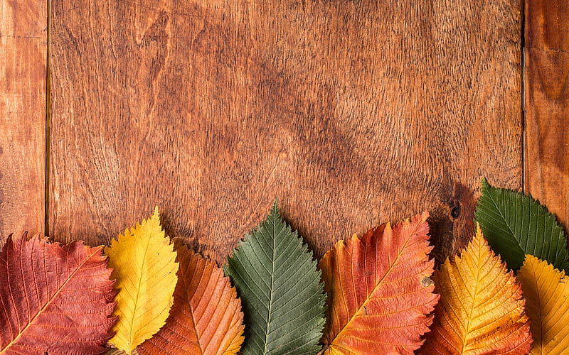 Autumn leaves, autumn, brown, orange, texture, toamna, yellow, wood, leaf, HD wallpaper