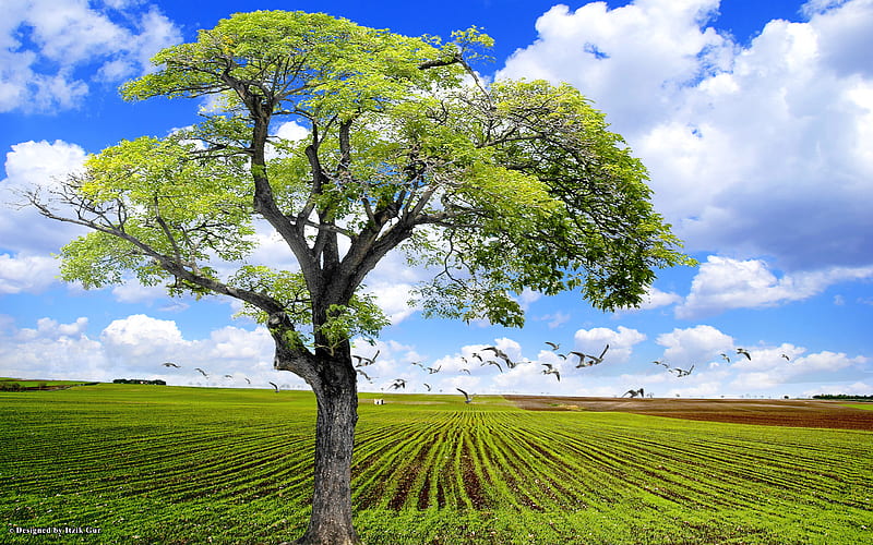 Tree in a Plowed Field, tree, nature, field, landscape, HD wallpaper