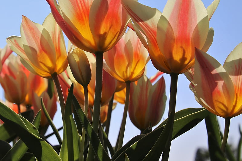 The petals, Tulips, Growth, Lighting, Dlora, HD wallpaper