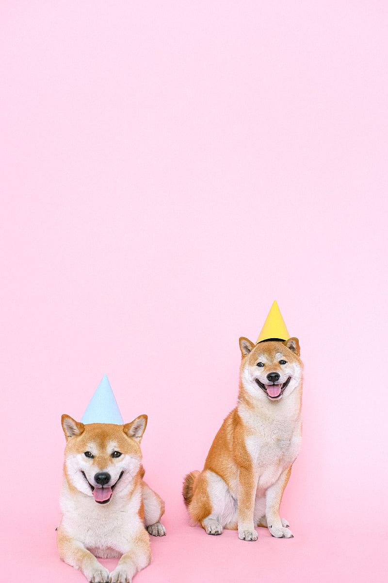 Shiba Inu Dogs Wearing Party Hats, HD phone wallpaper