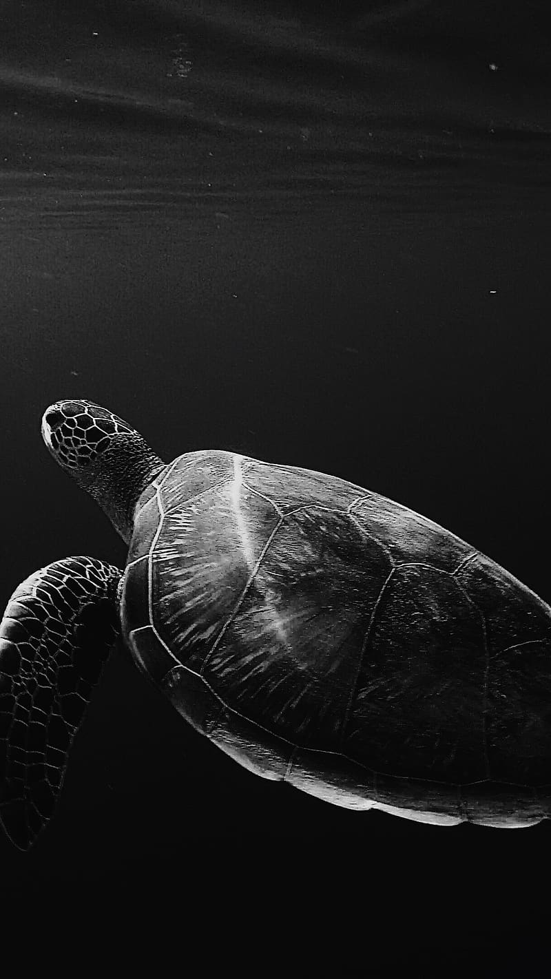 Black , Turtle, Sea, HD phone wallpaper
