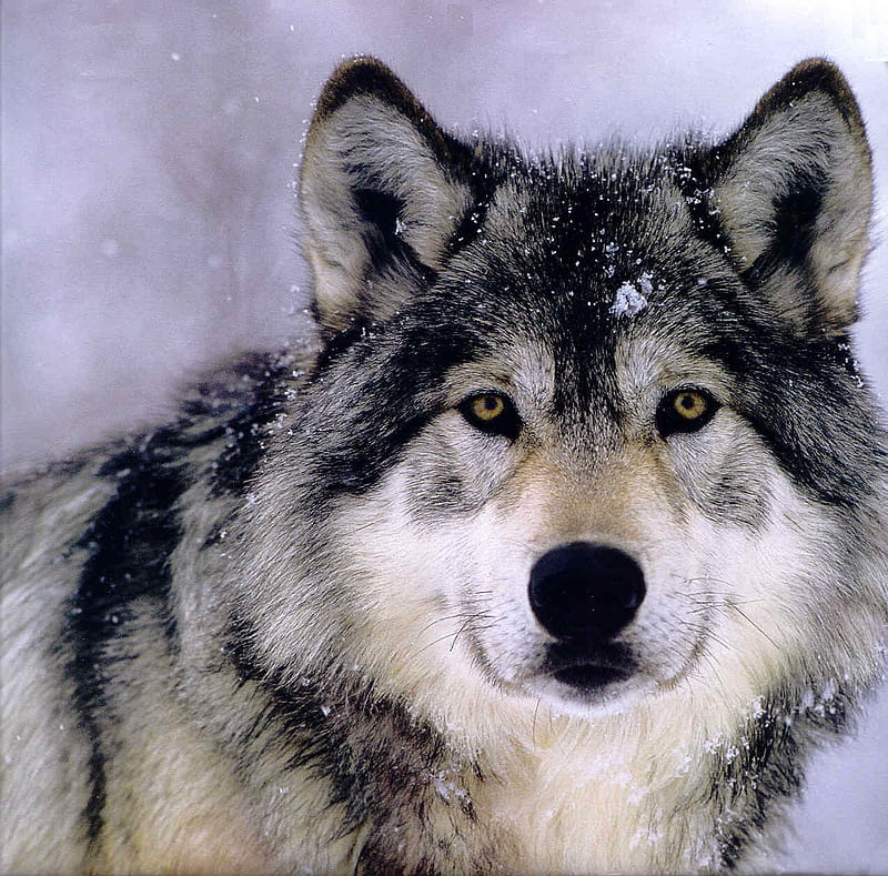 Wolf After Dinner, nose, snow, gris, black, wolf, eyes, HD wallpaper