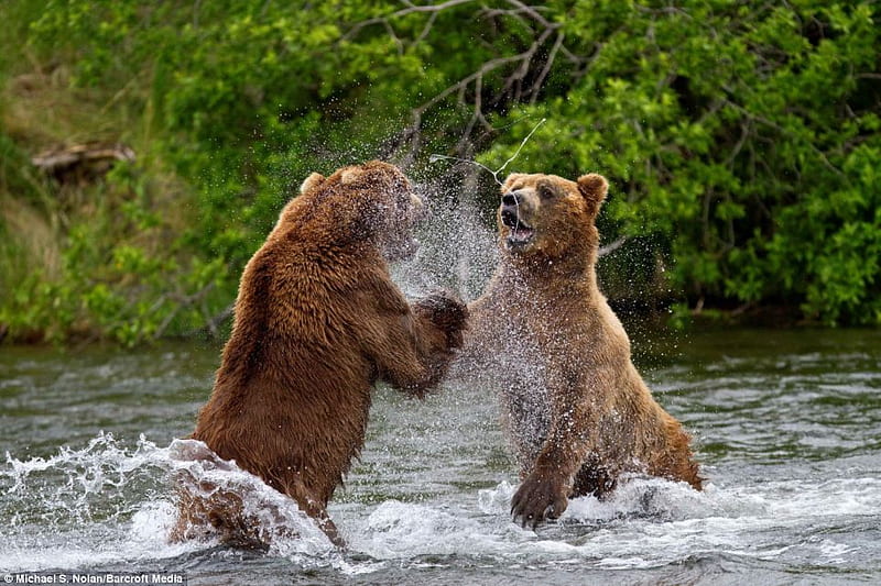 Grizzly's-Turf War, nature, bears, entertainment, people, HD wallpaper
