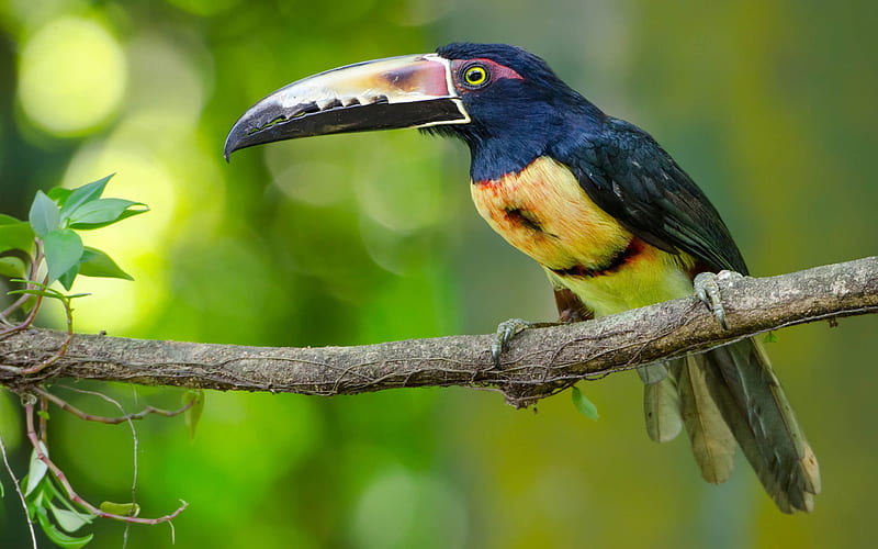 Birds, Toucan, Collared Aracari, HD wallpaper