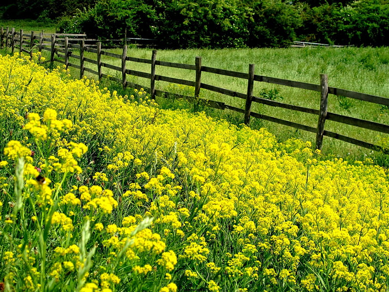 Summer meadow, fence, pretty, colorful, grass, sunny, yellow, bonito, countryside, mountain, nice, calm, freshnerss, green, flowers, lovely, fresh, greenery, trees, serenity, slope, peaceful, summer, nature, meadow, field, HD wallpaper