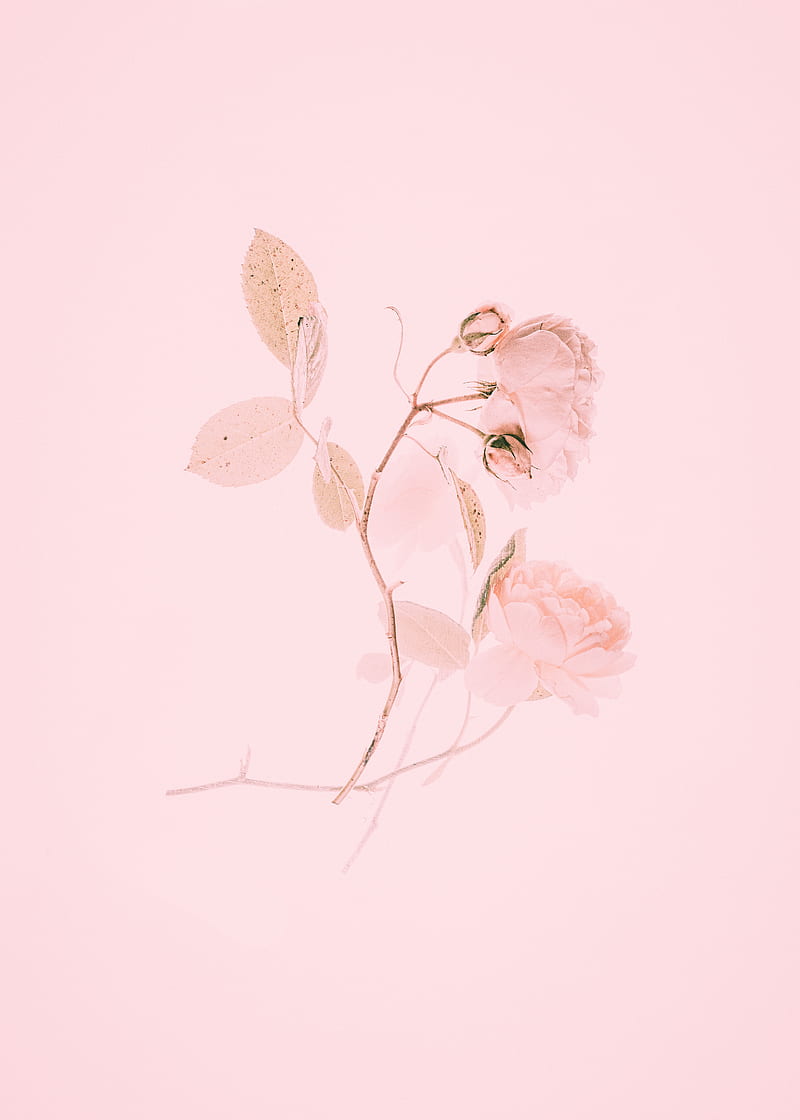 rose, pink, flower, branch, minimalism, HD phone wallpaper