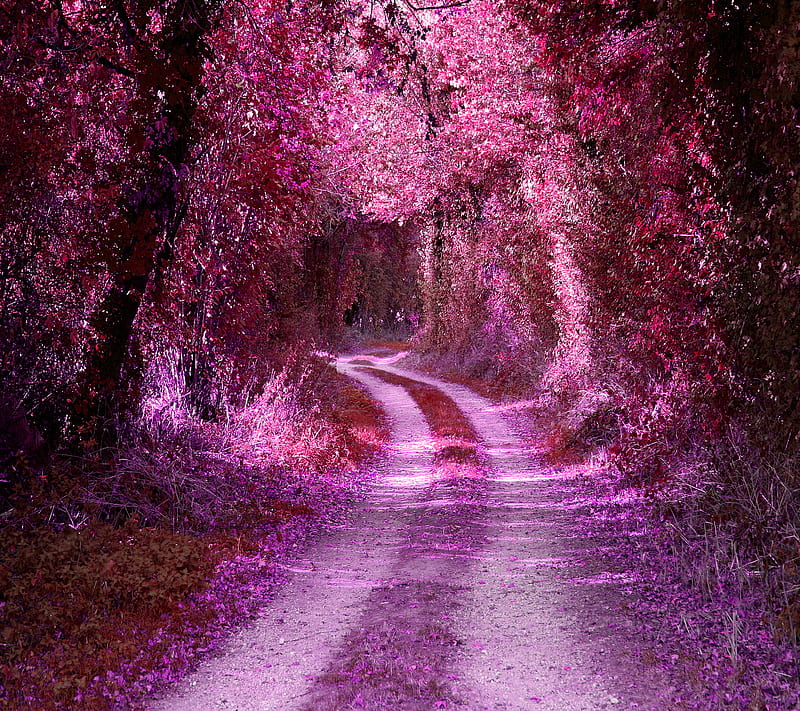 Tunnel, path, pink, road, tree, HD wallpaper