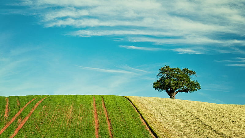 Over the Hill, tree, harvest, grass, mowed, clouds, hill, field, Firefox Persona theme, HD wallpaper