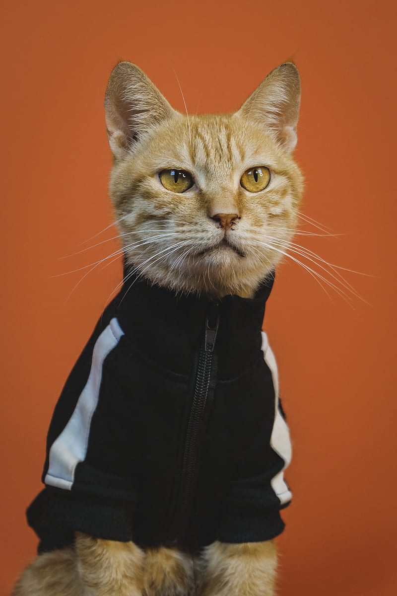 orange tabby cat in black and white jacket, HD phone wallpaper