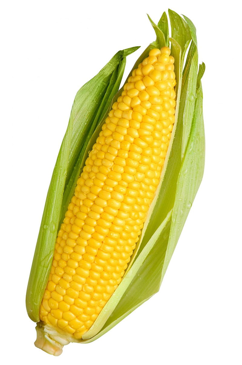 Corn, agurculture, boring, HD phone wallpaper