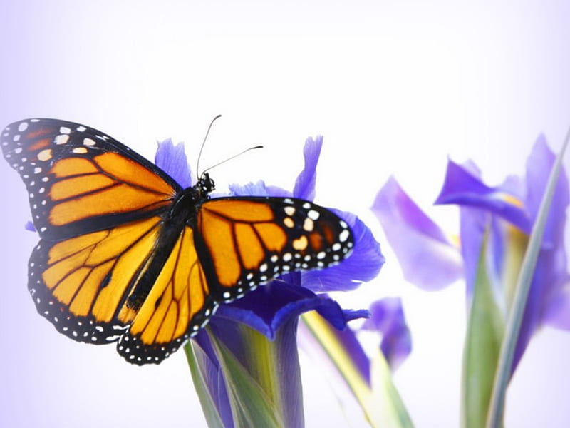 Iris and the Monarch, butterfly, flower, Monarch, blue, iris, HD