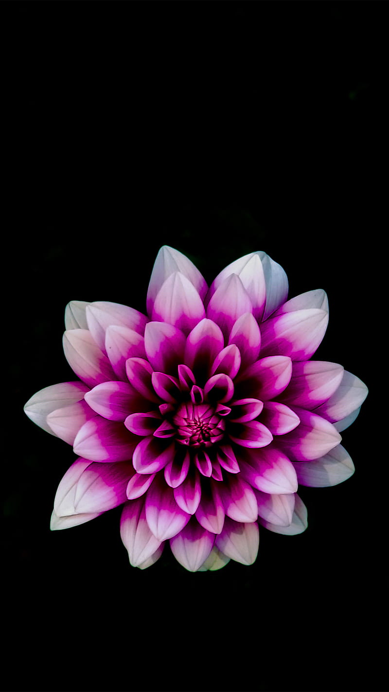 Dahlia, flower, dark, purple, black, apple, flowers, violet, HD phone wallpaper
