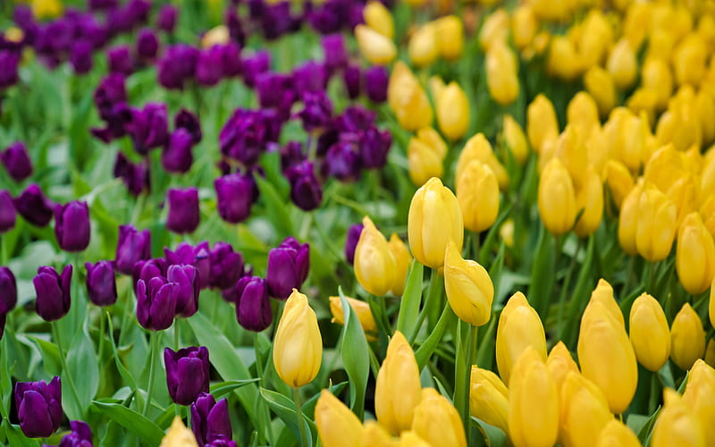 yellow tulips, purple tulips, spring flowers, tulips, background with tulips, beautiful flowers, HD wallpaper