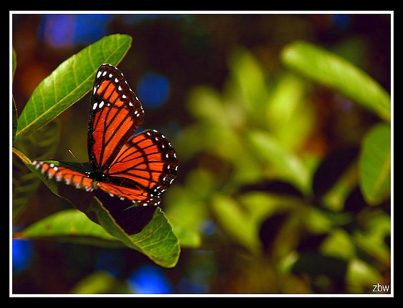 The Monarch, leaves, butterfly, green, orange, black, white, monarch, HD wallpaper