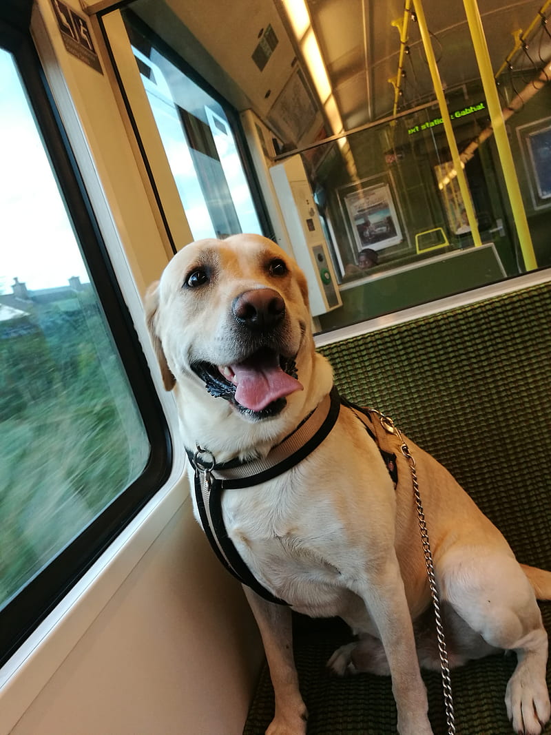 Puppy train ride, dart, dog, doggo, dublin, happy, labrador, retriever, tongue, HD phone wallpaper