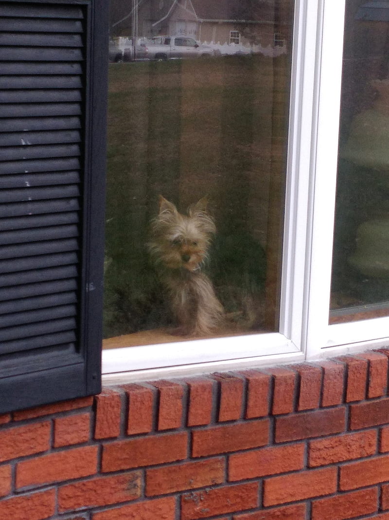 Puppy in window, dog, yorkie, HD phone wallpaper