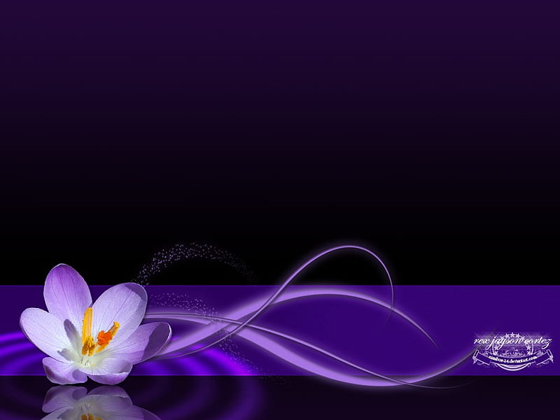 A Flower, purple, flower, passion, beauty, abstract, HD wallpaper