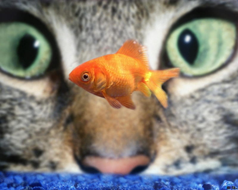 Cat watching a goldfish, cat, eyes, fish, goldfish, HD wallpaper
